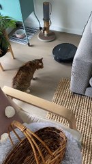 Robot Vacuum Startles Cat