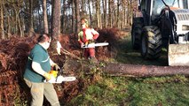 Les bûcherons abattent les arbres touchés par la tempête