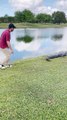 Ce golfeur s'amuse à toucher la queue d'un alligator... risqué