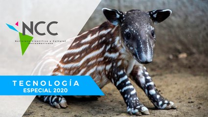 Nace en Ni­ca­ra­gua la prin­ce­sa ta­pir, y con­tri­bu­ye a la pre­ser­va­ción de su es­pe­cie