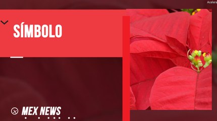 ¿Sabes a qué se debe que la Nochebuena sea símbolo de la Navidad?