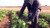 مزارعون في قطاع غزة تلقوا تحذيرات إسرائيلية للابتعاد عن الحدود