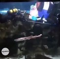 Meten un Olentzero con los tiburones en el acuario de Donostia