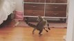 Silly Kitten Spins Rapidly And Tries To Catch Own Tail