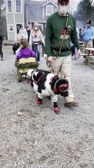 Newfoundland Happily Tows Wagon Along