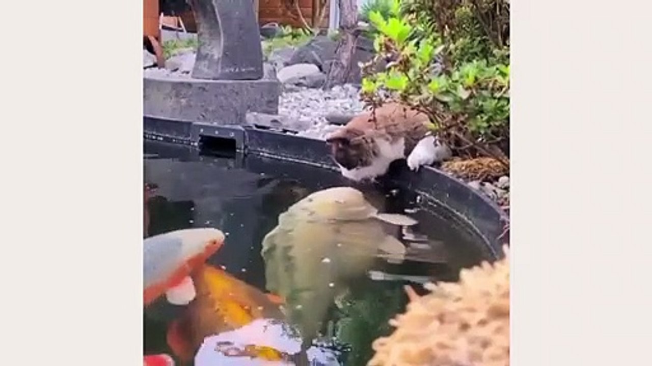 cat cats funny #19