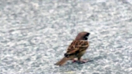 SPARROW BARK【Healing Music】【Relax Music】【Natural Sound】