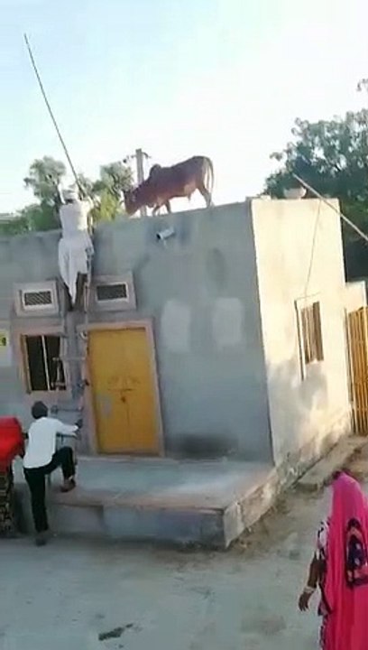 Cow on the Roof