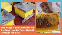 Dad Keeps A Bee Colony On His Rooftop! How He Earns P80,000 Through His ‘Pets