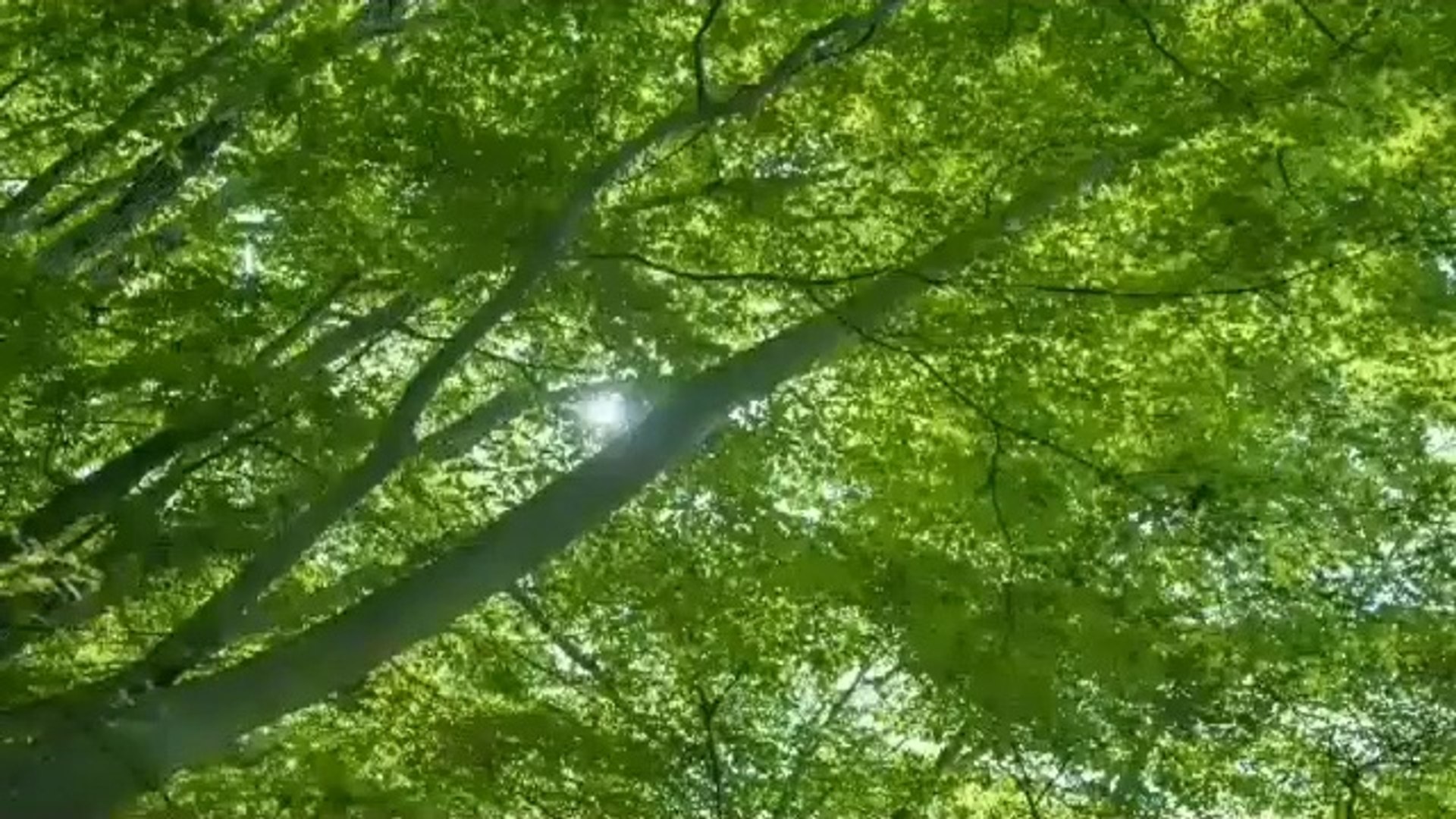 ⁣SONG OF BIRDS【Healing Music】【Relax Music】【Natural Sound】