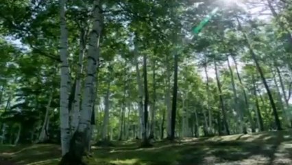 MOUNTAIN【Healing Music】【Relax Music】【Natural Sound】