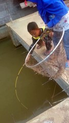 amazing fishing anak kecil mancing ikan mas besar
