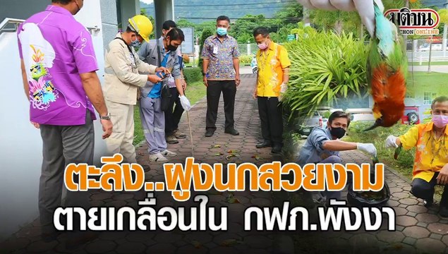 พบฝูงนกสวยงามนอนตายเกลื่อนใน กฟภ.พังงา