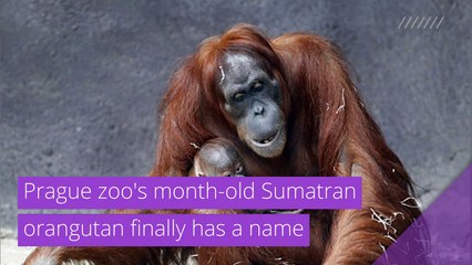 Prague zoo's month-old Sumatran orangutan finally has a name, and other top stories in strange news from December 18, 2020.