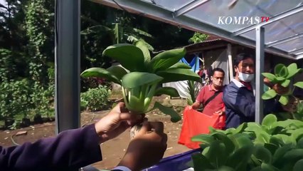 Meningkatkan Kesejahteraan Warga Terdampak Pandemi Melalui Budidaya Tanaman Hidroponik