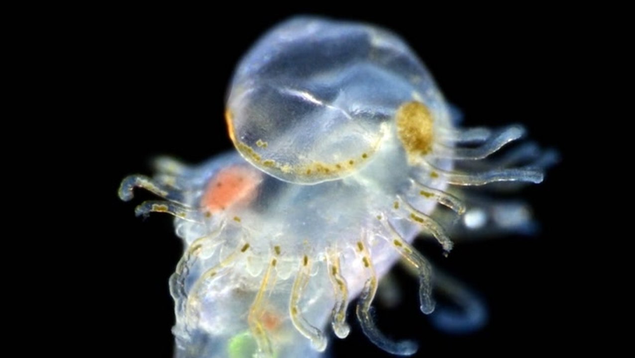 The award-winning videos of the microscopic world in 2020