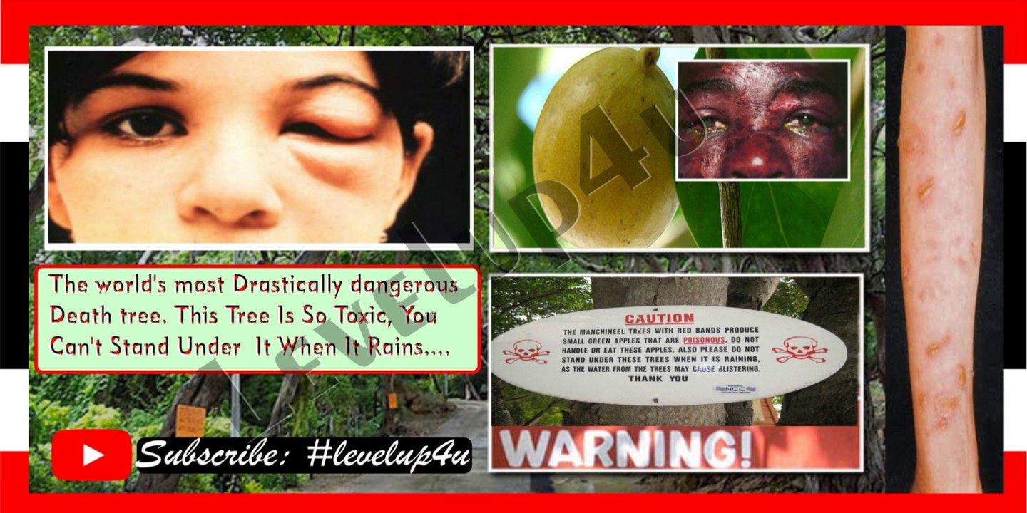 Do Not Eat, Touch, Or Even Inhale The Air Around The Manchineel Tree||Little Apple Of Death Manchineel Tree||Most Dangerous Tree||Tree Rain Burns & Sap On Skin||Tree Range Removal Treatment