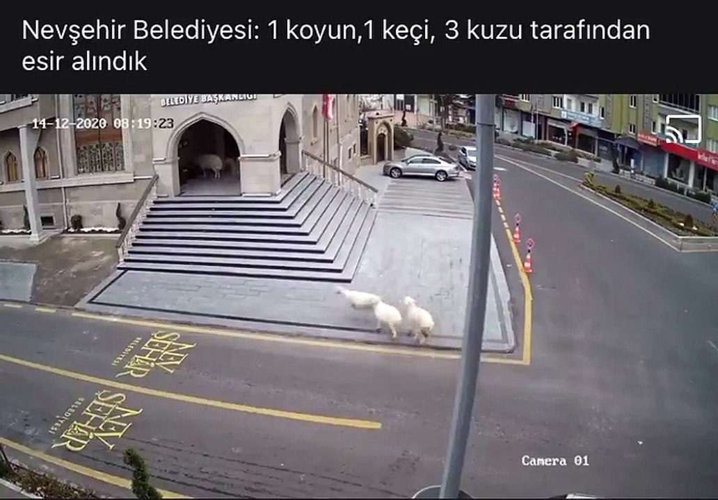 'Eşkiya koyun çetesi' dünya basınında
