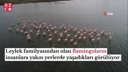 Büyükçekmece’de flamingolar masalsı görüntüler oluşturdu