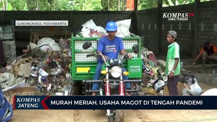 Murah Meriah, Usaha Maggot di Tengah Pandemi
