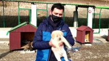 Sokak hayvanları yeni evlerine kavuştu