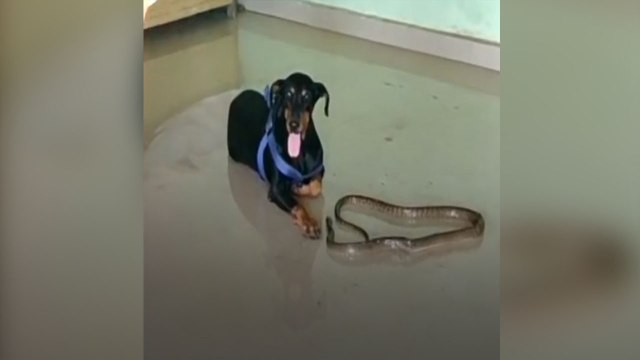 Loyal Doberman Kills Snake In Kitchen At Kalyan