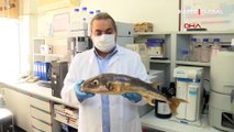 Balon balığının zehri, kanser hastalarının acılarını dindirmek için umut olabilir! 1 gramı 1 milyon euro