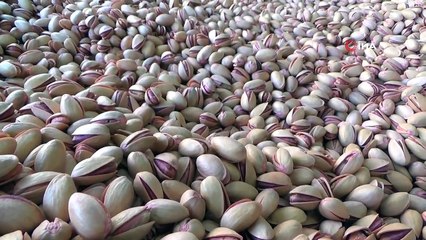 Siirt fıstığı kendi markasıyla ilk ihracatını Almanya’ya gerçekleştirdi