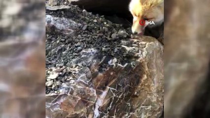 Aç kalan tilkiye salam ziyafeti