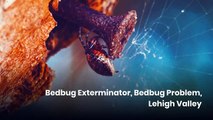 Bedbug Extermination Services in Lehigh Valley