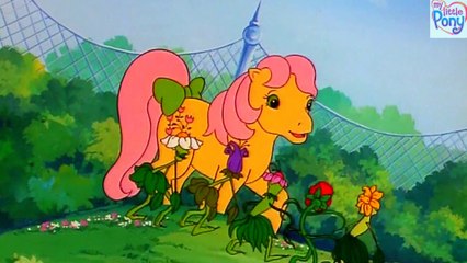 MEIN KLEINES PONY-BLUMENFLÜCHTLINGE