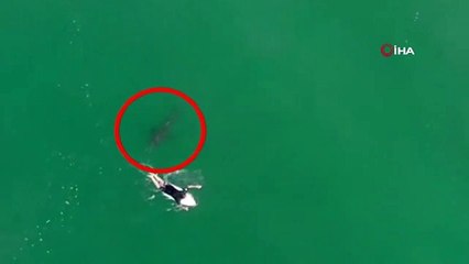 Avustralyalı sörfçü drone sayesinde köpek balığı saldırısından kurtuldu