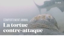 Les images rares d'une tortue de mer repoussant l'attaque d'un requin tigre