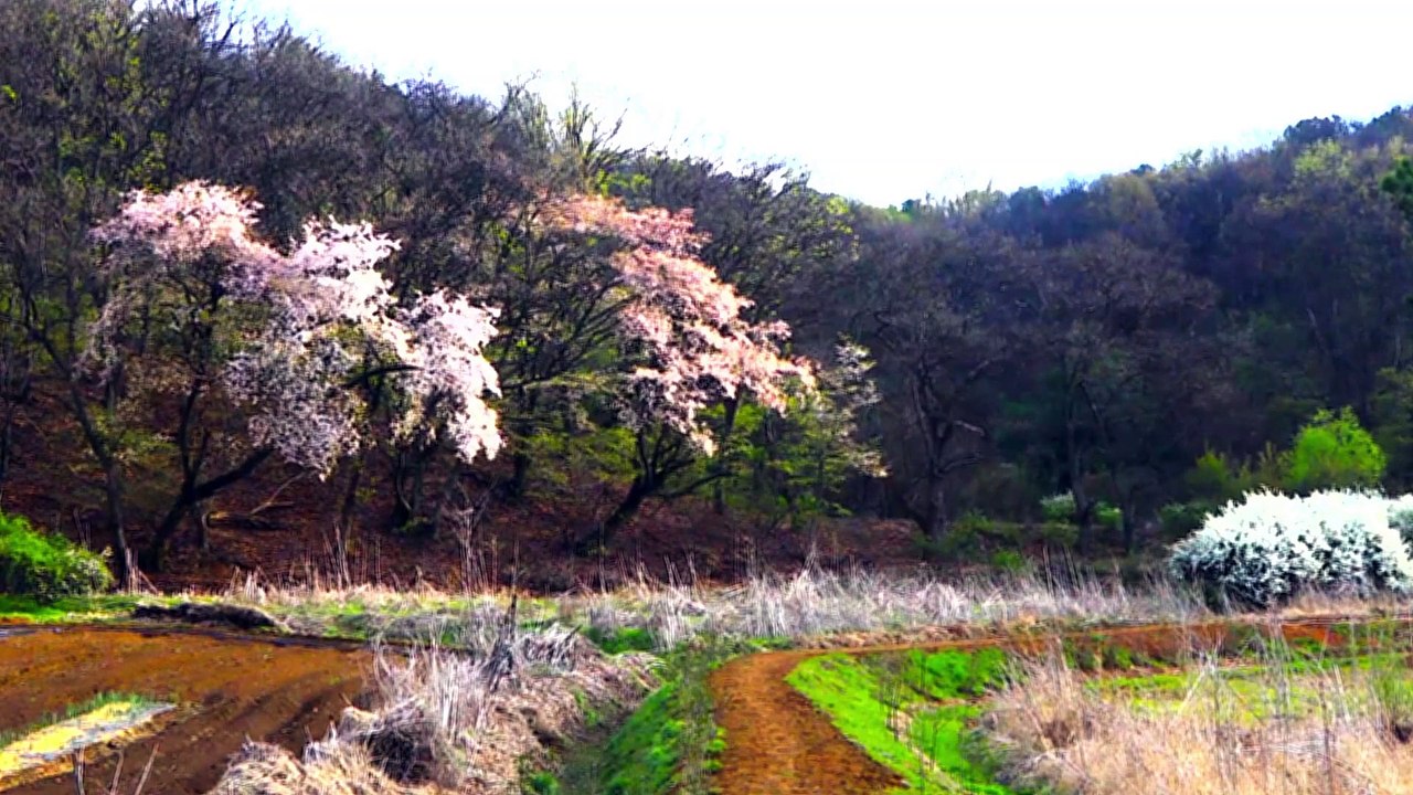 Relax! Let Us Become Meditative With Nature & Music for 20 min Day 3