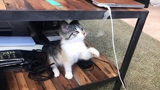 Funny Cat Video|Cute Kittens Video