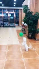 Playing with your dogs is the best!