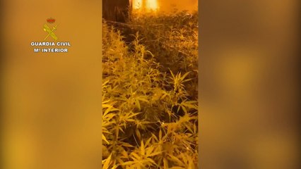 La Guardia Civil desmantela una plantación de marihuana “indoor” en La Carlota