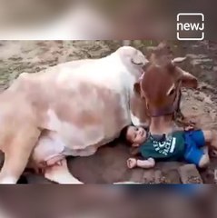 Video Of Little Kanha Playing With Cow Goes Viral