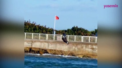 Balık Kartalı'nın muhteşem av yeteneği!