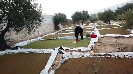 الطحالب المائية بديل الأعلاف المكلفة في شمال غرب سوريا