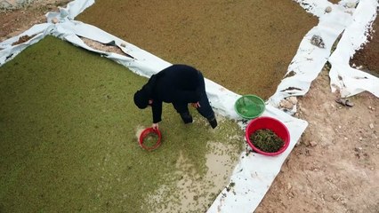 الطحالب المائية بديل الأعلاف المكلفة في شمال غرب سوريا