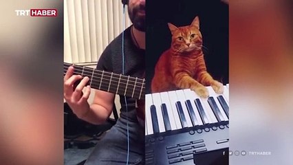 Rus müzisyen ve kedisinden caz düeti