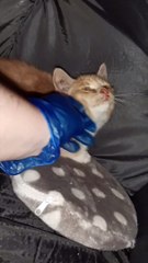 Safe & happy in branch care - Credit Cats Protection