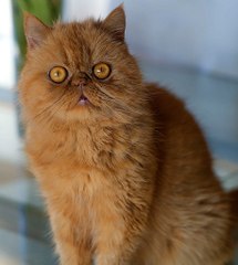 Il refuse d’effectuer sa livraison car le chat de la propriétaire lui fiche la frousse !