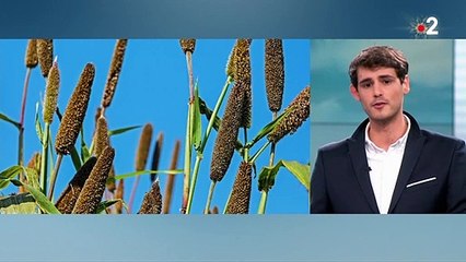 Alimentation : les céréales anciennes reviennent dans nos assiettes