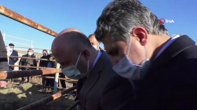 Ağrı’da '5 Yılda 750 bin Koyun Projesi' kapsamında çiftçiler ilk koyunlarını teslim almaya başladı