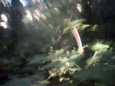 deck the halls crossharp