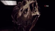 ABD'de 67 milyon yıllık dinozor iskeleti 31.85 milyon dolara alıcı buldu