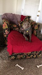 Which Doggo Broke the Glass Candle Holder?