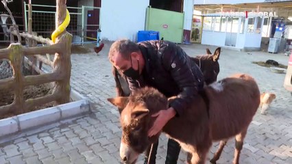 Kahramanmaraş'ta işkenceye uğradığı iddia edilen eşek İzmir'de